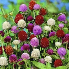40+ GOMPHRENA AUDRAY MIX FLOWER SEEDS / ANNUAL / HEAT & DROUGHT TOLERANT