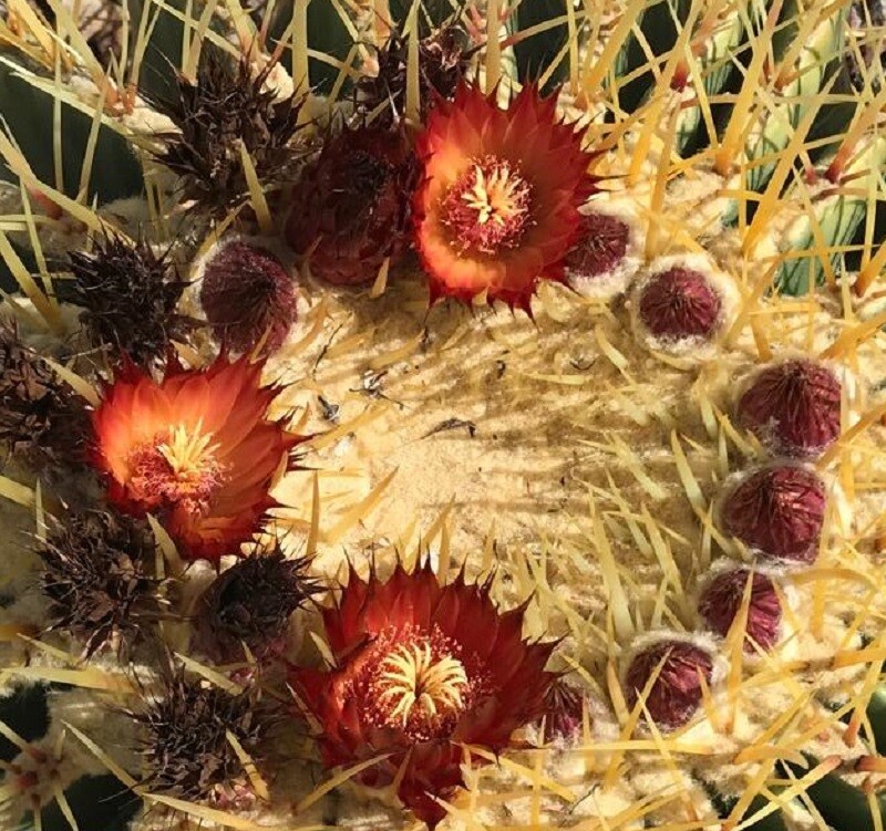 Echinocactus grusonii HYBRID W/Fero gracilis Golden Barrel Cactus