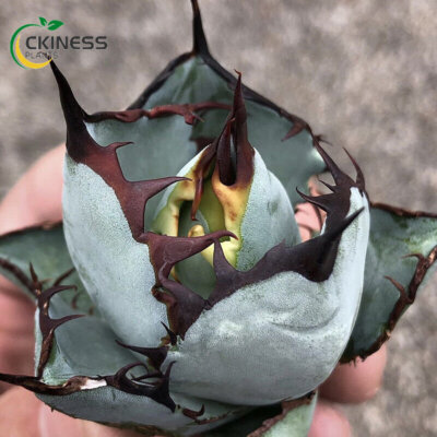 5-7cm cactus Succulent plants Agave americana Echeveria 'Blue Whale Bonsai plant