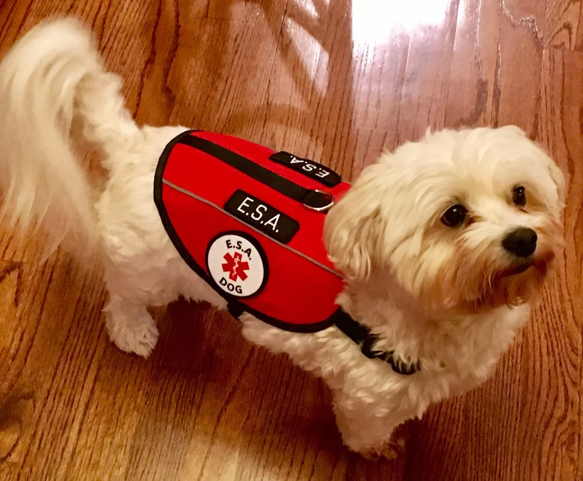 Emotional Support Harness With Handle Stuffed Animal Plush Personalized  Full Gear Set Up 