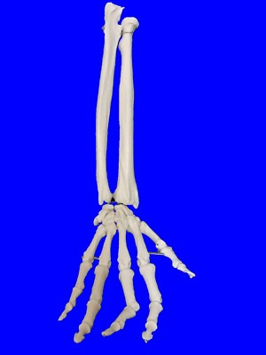 NEU Profi Lebensgröße menschliche Hand und Unterarm Skelettmodell, anatomisch UK 