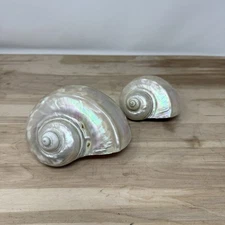 Vintage Large & Small Mother of Pearl Turbo Marmoratus Turban Shell MOP