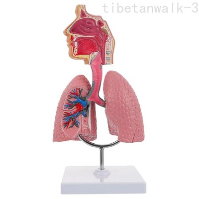 Removable Heart Lung Lung Anatomy Model Human Respiratory System Anatomy Model