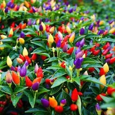 NuMex Twilight Pepper Seeds (20) / FLORIDA GROWN / RARE / AMAZING COLOR