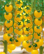 100 Heirloom Large Yellow Cherry Tomato Seeds - Egg Yolk - 1oz Sweet High Yields