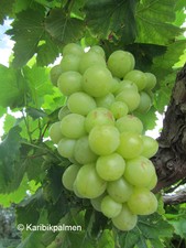 Vitis 'Himrod' weiße kernlose Weinrebe winterharte Pflanze 30-50cm Weinstock