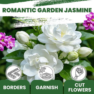 Jasmine Seeds for Planting Mixed Colors (White & Purple), Midnight