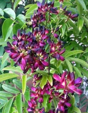 5 Wisteria Seeds Vine Climbing Flower Perennial Flowers US SELLER "Evergreen"