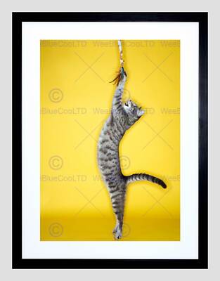 TABBY CAT JUMPING TOY FEATHER BLACK FRAME FRAMED ART PRINT PICTURE B12X9467