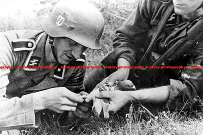 #ad F019589 Waffen SS soldiers attaching a message to a carrier pigeon c1943 WW2 GBP 4.99