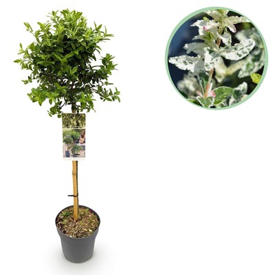 Euonymus fortunei  Harlequin    Immergrüne Stamm-Pflanze   Terrassen-
