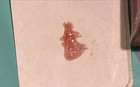 TERRA MOONS LIFTER GLOSS — photo 2
