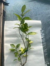 Persian Lime Tree.      2 ft tall producing no ca shipping
