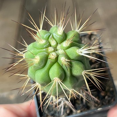21-668 copiapoa cinerea v. tenebrosa, JN1688, Q. San Ramon, Ant, grafted