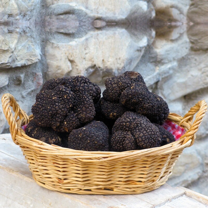 Preciosas trufas negras frescas italianas. Trufa negra 285g. 10 oz. Setas.