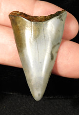 Ancestral Great WHITE SHARK Tooth Fossil 100% Natural 3.35