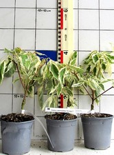 Cornus contr. "Variegata" - Cornice per pagoda bianca, la più bella varietà colorata