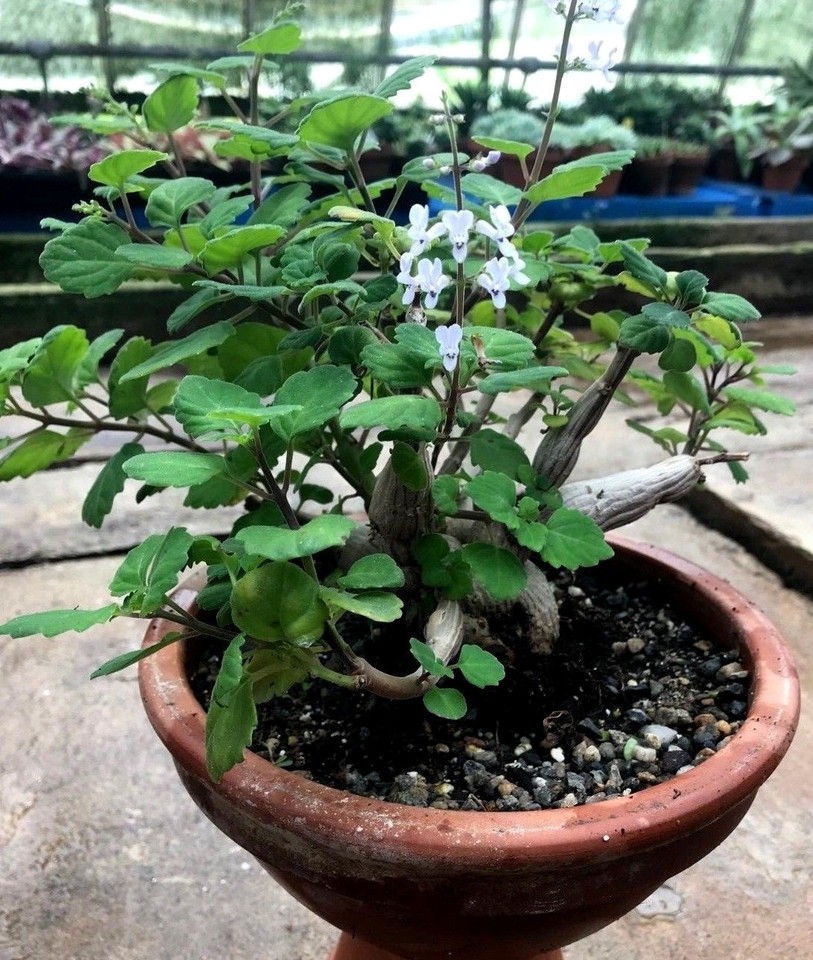 Bonsai Mint Plant 'Bonsai Mint' Or 'Bonsai Spurflower' Plant - 2 1/4 Inch  Pot From Rick Logees Rare Plants Plectranthus Ernstii