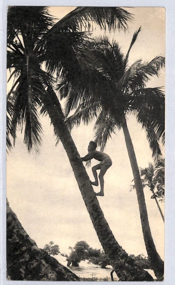 NEW CALEDONIA Postcard *IONYL* ADVERT Ethnic PPC 1954 Birds TREE {samwells}YF154 - Image 4 of 4