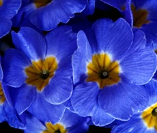 PRIMROSE ENGLISH ACCORD BLUE PERENNIAL Primula Vulgaris - 50 Bulk Seeds