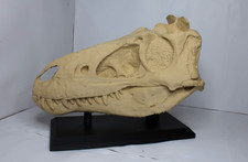 Dinosaur Skull Replica - Nanotyrannus / Tyrannosaurus 3D Print With Stand