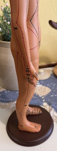 Acupuncture Female Model High Definition Chinese Human Body W/ Instructions 20” - Picture 14 of 23