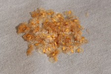 BETULLA - BETULA ALBA, 100 SEMI SELEZIONATI