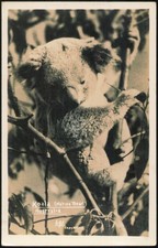 Australia Koala (Native Bear) with Joey Tree Bears Original Vintage RPPC