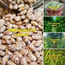 Pine Mountain Greasy Bean Seeds