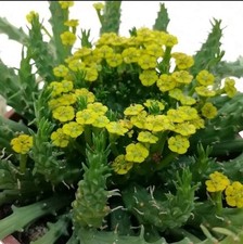 Euphorbia flanaganii CAUDEX (Sud Africa) POT 6 CM On its own root RARE!