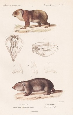Koalabär Wombats Koala Australien Austalia engraving Stahlstich Cuvier 1849.