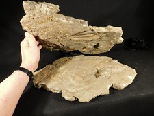 TWO BIG! Eudolatites Sp. Trilobite Fossils in HUGE SPLIT Matrix with STARFISH