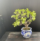 Portulacaria afra shohin bonsai — photo 2