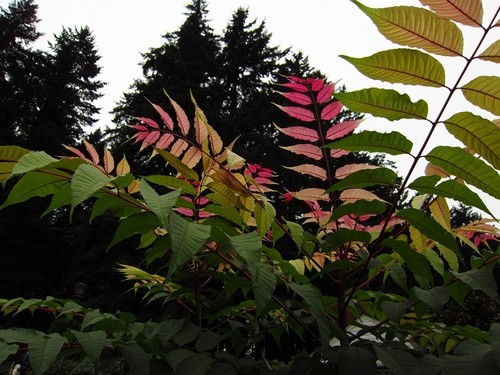 Toona sinensis (Chinese Mahogany / Cedar) 10 Tree Seeds •RARE Bonsai Garden UK - Picture 6 of 7