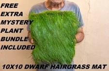 10X10 Eleocharis Parvula dwarf hairgrass mat aquarium planted tank live plants