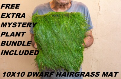 10X10 Eleocharis Parvula dwarf hairgrass mat aquarium planted tank live plants