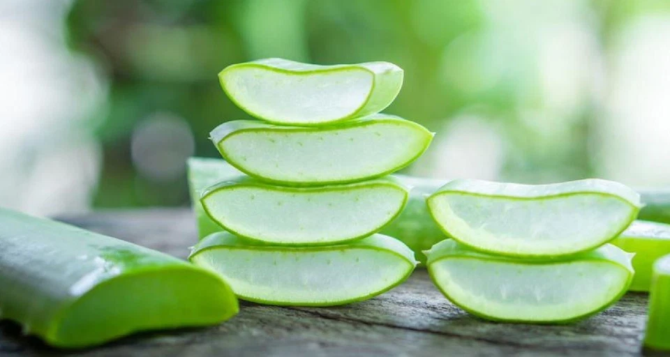 Aloe Vera Leaf 4 Ounces Cutting Medicinal - Image 3 of 4
