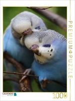 Calvendo Puzzle Cute Little Budgies! | 1000 Pieces, Finished Size 25.2 × 18.9 In