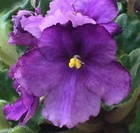 Ultra Violet Dusk, African Violet Plant, Girly Foliage, Standard, Vintage !! — photo 2