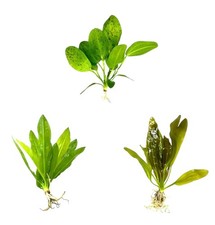 Echinodorus Sword Species Pack - 3 plants Live Aquarium Plants