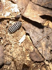 15 count Zebra Isopods Armadillidium Maculatum for bioactive terrarium