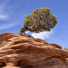 Juniperus osteosperma - Utah juniper | Desert juniper