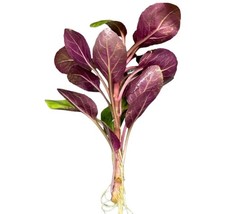 Lobelia Cardinalis Cardinal Plant 'Dwarf' Buy3Get1Free Live Aquatic Plants