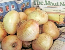 201+MAUI SWEET ONION Seed Organic Short Day Spring Fall Native Vegetable Garden