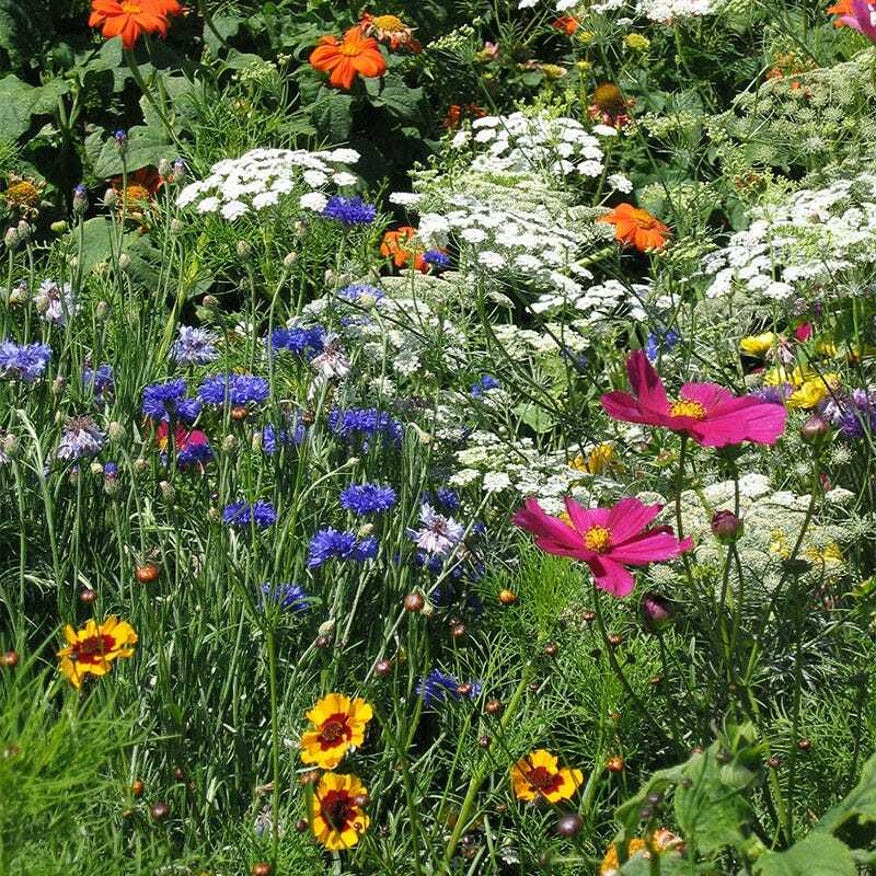 Wildflower Mix DROUGHT RESISTANT 25 Species Dry Area Flowers Non-GMO 1000  Seeds