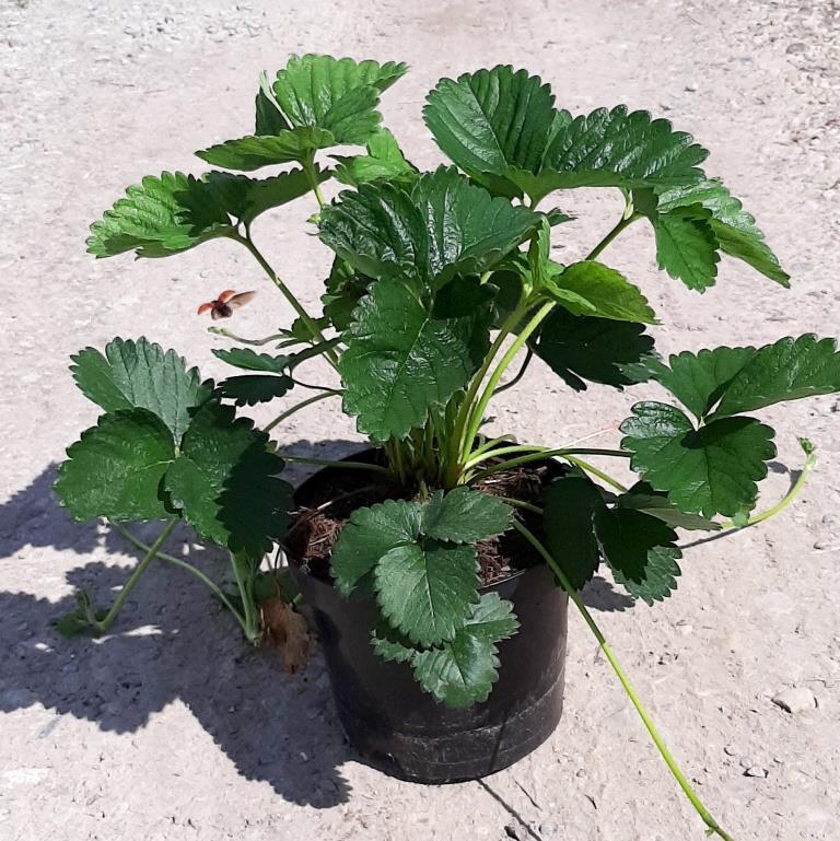 Duo Erdbeere Asia und Malwina 2 Erdbeersorten im großen Topf frühe u späte Ernte