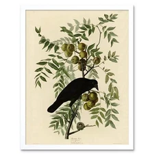 Painting Book Page Birds America Audubon American Crow 12X16 Inch Framed Print