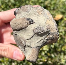 Fossil Mosasaur Tooth and Vertebrae Association Texas Tylosaurus Dinosaur Bones