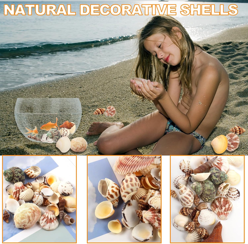 200g Muscheln Deko, Natürliche Muschelschale, Muscheln zum Basteln, Strand Musch - Bild 5 von 9