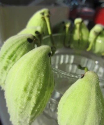 ♫ ARBRE aux PERRUCHES OUATE Asclepias Syriaca ♫ +Graines+ ♫ Arbuste Mellifère ♫